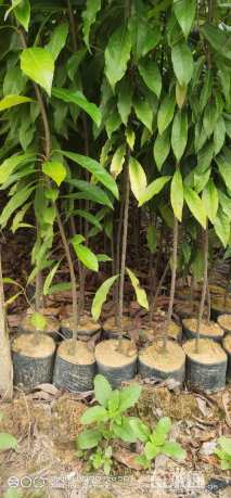高度30厘米木荷小苗