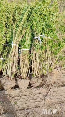 高度150厘米连翘