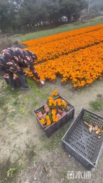 高度20厘米孔雀草