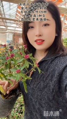 高度30厘米瑞香