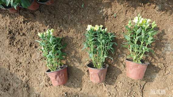 高度15厘米金鱼草