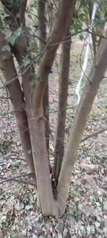 高度500厘米丛生三角枫