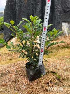 高度30厘米胡椒木