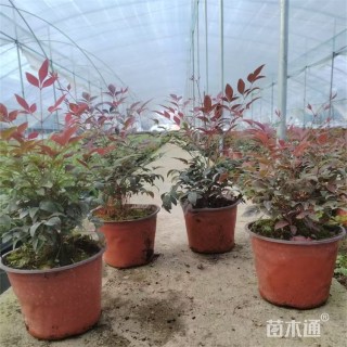 高度27厘米红天竹