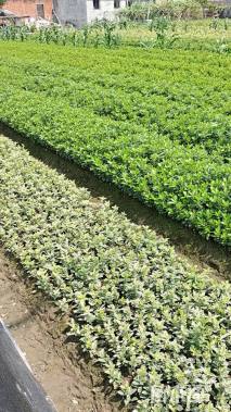 高度40厘米海桐