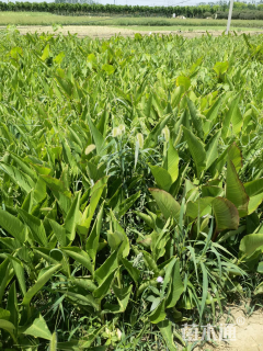 高度50厘米美人蕉