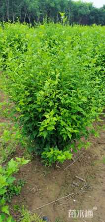 高度200厘米木槿