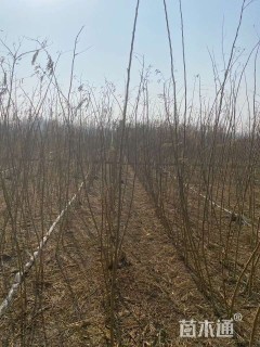 高度300厘米合欢小苗