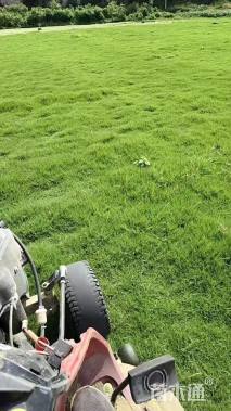 草块状马尼拉草