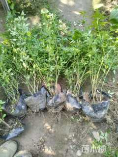 高度60厘米云南黄馨