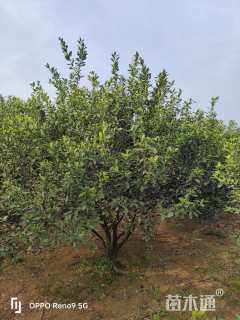 高度250厘米南丰蜜桔