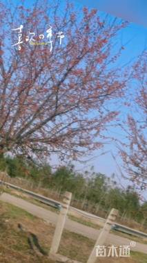 10公分亚当海棠