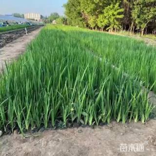 高度30厘米水生鸢尾