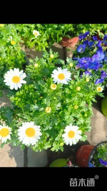 高度25厘米白晶菊