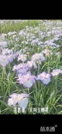 高度40厘米花菖蒲