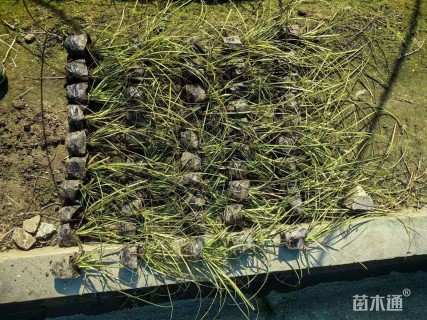 高度15厘米金叶苔草