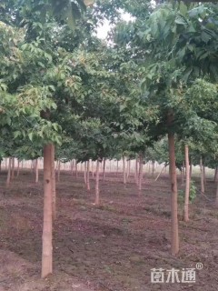 10公分绿叶复叶槭