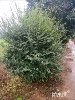 冠幅250厘米小叶女贞球