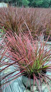 高度40厘米火焰狼尾草