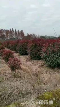 冠幅150厘米红叶石楠球
