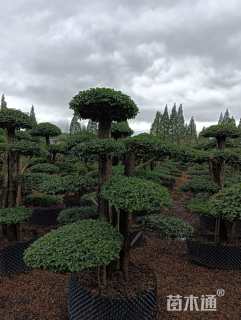 30公分造型小叶女贞