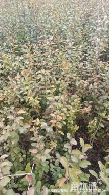 高度30厘米小叶女贞