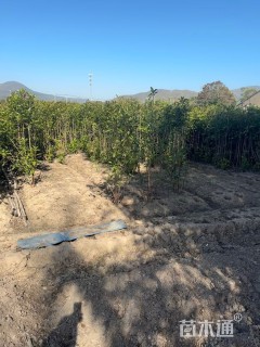 高度140厘米法国冬青