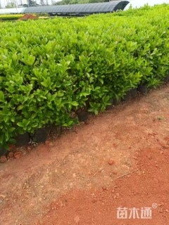 高度80厘米欧洲荚蒾