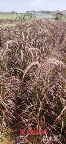 高度50厘米紫叶狼尾草