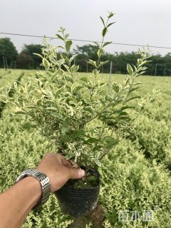 高度50厘米金姬小蜡