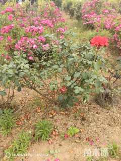 高度100厘米月季