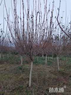 高度250厘米紫叶红栌