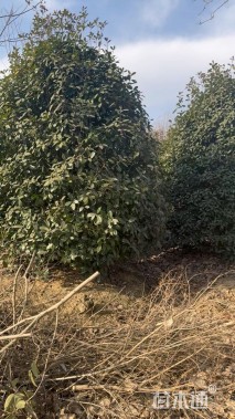 高度300厘米丛生红叶石楠