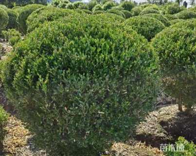 冠幅150厘米瓜子黄杨球