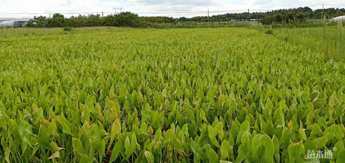 高度20厘米马蹄莲