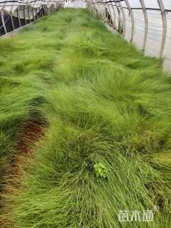 高度30厘米粉黛乱子草