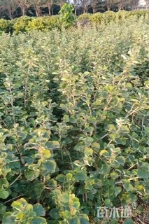 高度80厘米海滨木槿