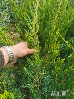 高度50厘米小龙柏