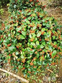 冠幅80厘米无刺枸骨球