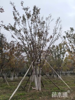 高度10000厘米丛生元宝枫