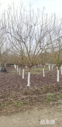 高度400厘米高杆木芙蓉