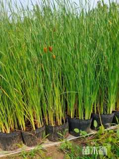 高度50厘米香蒲