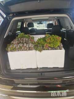 高度10厘米三角梅