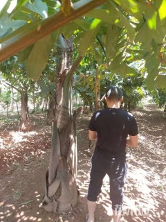 裸干高400厘米董棕