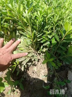 高度25厘米杜鹃