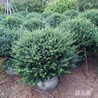 高度100厘米龟甲冬青