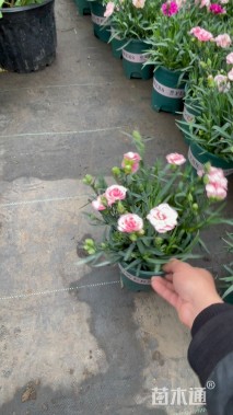 高度20厘米康乃馨