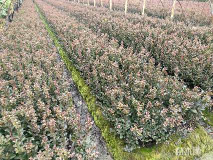 高度40厘米天鹅绒紫薇