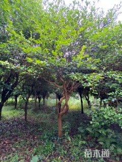 高度450厘米茶树