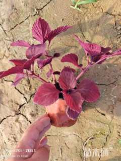 高度20厘米彩叶草